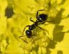 Formica sp.